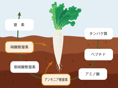 農作物に栄養素が取り込まれる様子