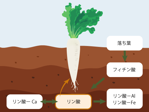 肥料 リン循環