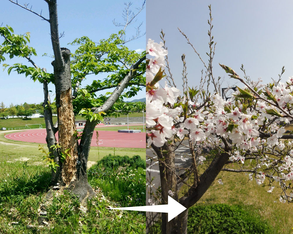 桜の木をSOFIX技術で再生した