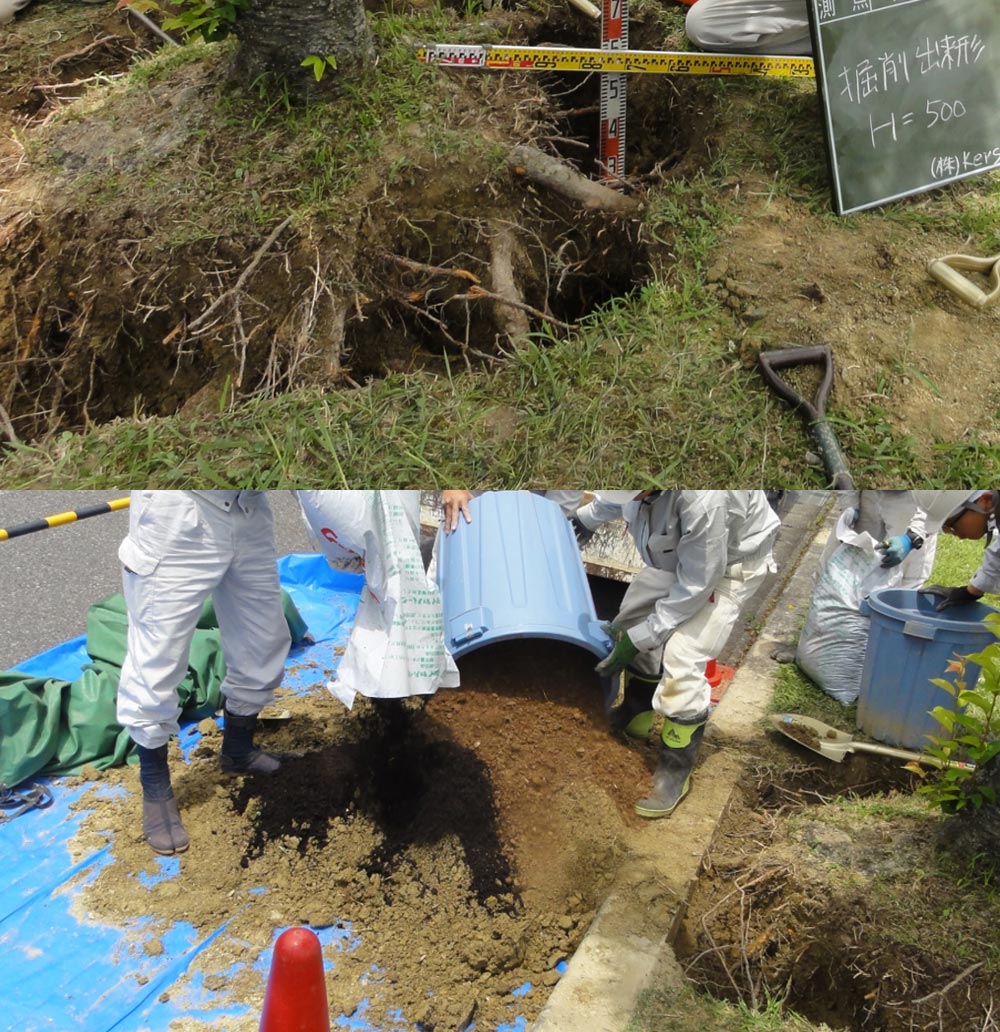 桜の根元に施肥を行う