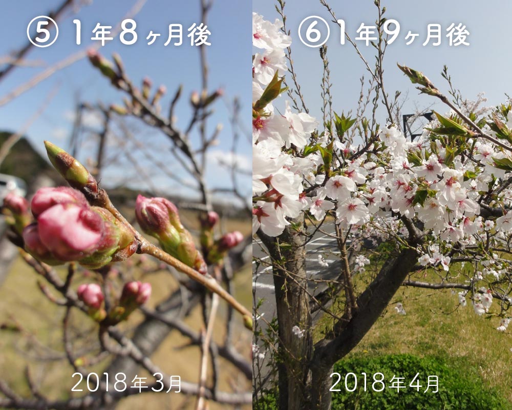 桜再生　1.9か月で花が咲いた